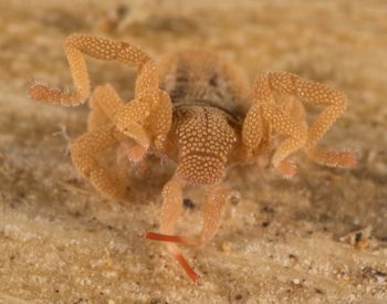 Media type: image; Invertebrate Zoology 143922